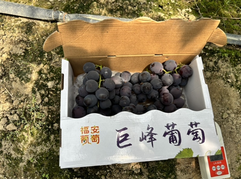 福安巨峰小串散串三级果2.5斤装，3斤装超甜葡萄