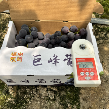 福安巨峰小串散串三级果2.5斤装，3斤装超甜葡萄
