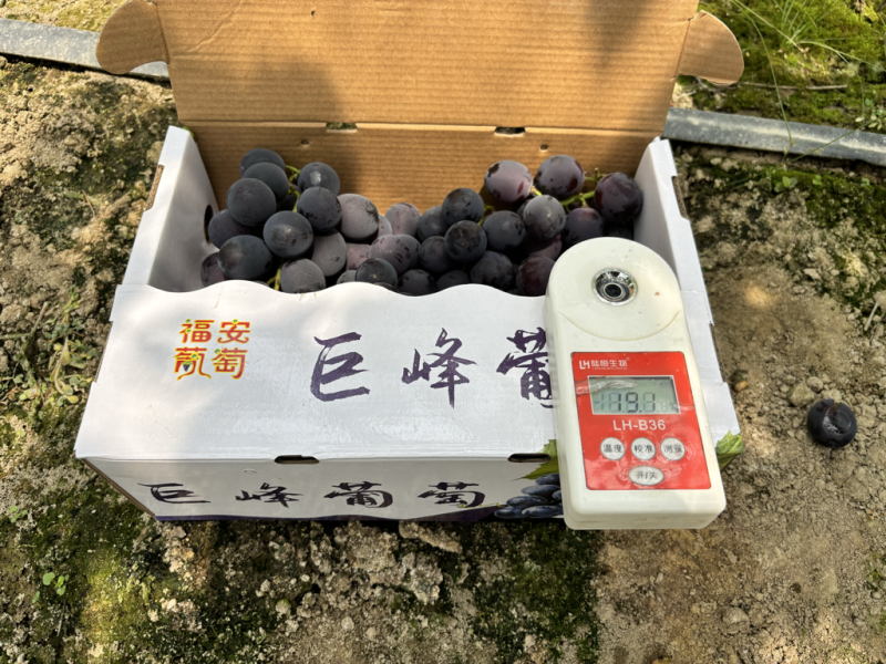 福安巨峰小串散串三级果2.5斤装，3斤装超甜葡萄