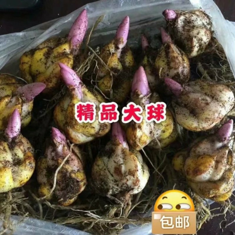 10颗12元香水百合种球四季花卉好养易活盆栽室内花植