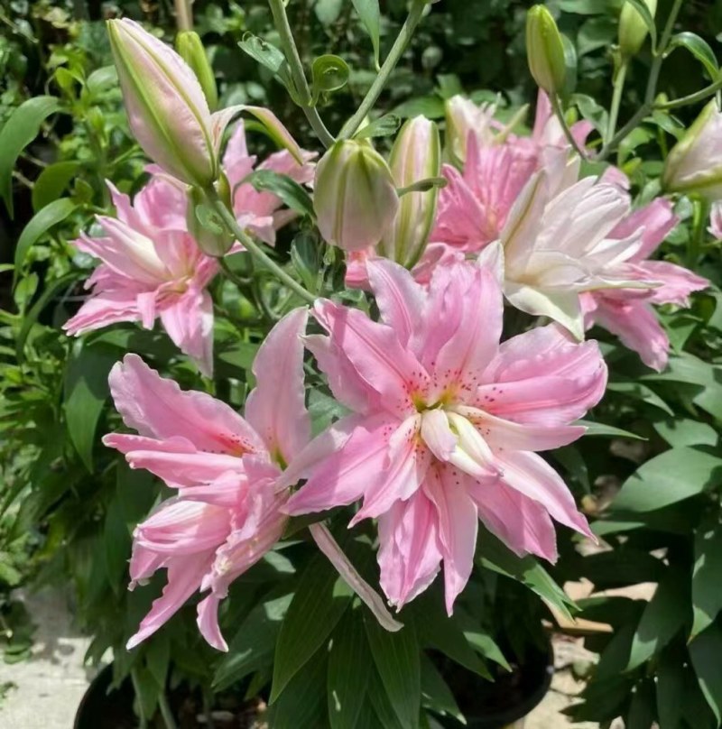 10颗12元香水百合种球四季花卉好养易活盆栽室内花植
