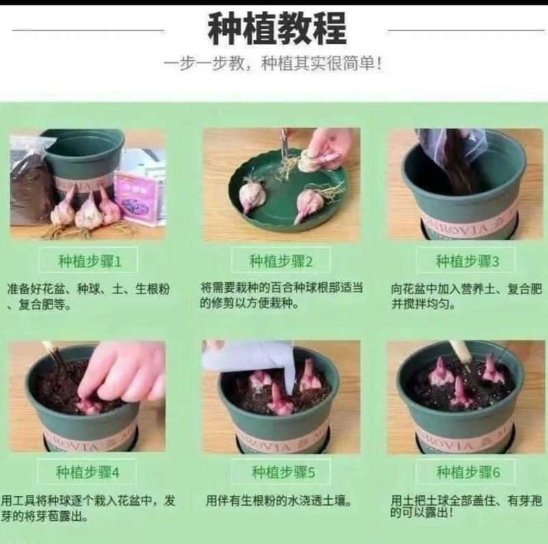 10颗12元香水百合种球四季花卉好养易活盆栽室内花植