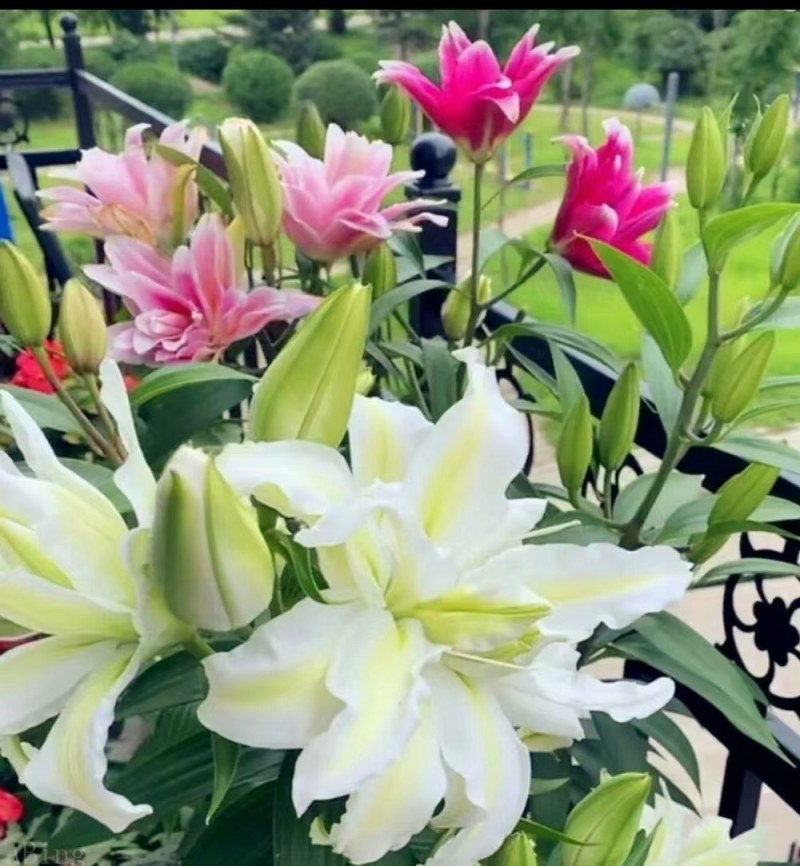 10颗12元香水百合种球四季花卉好养易活盆栽室内花植