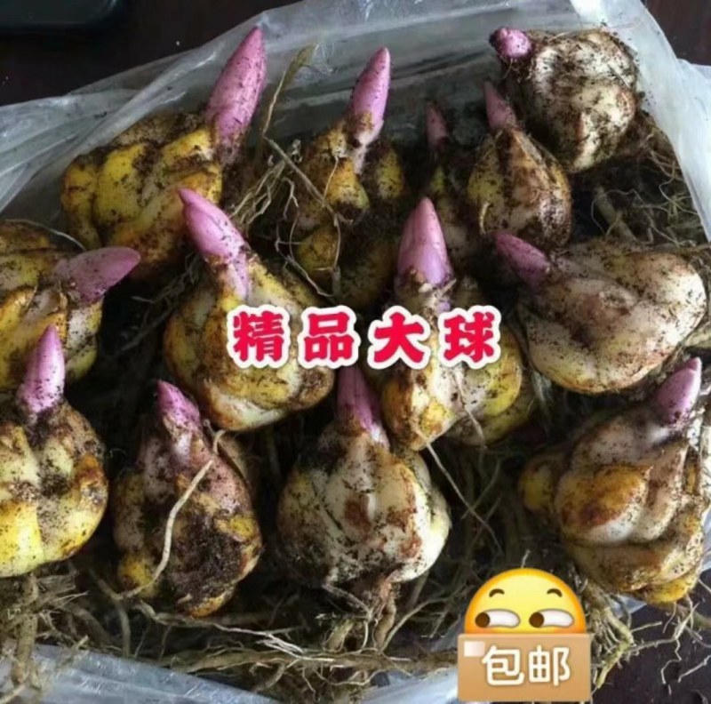 10颗12元香水百合种球四季花卉好养易活盆栽室内花植