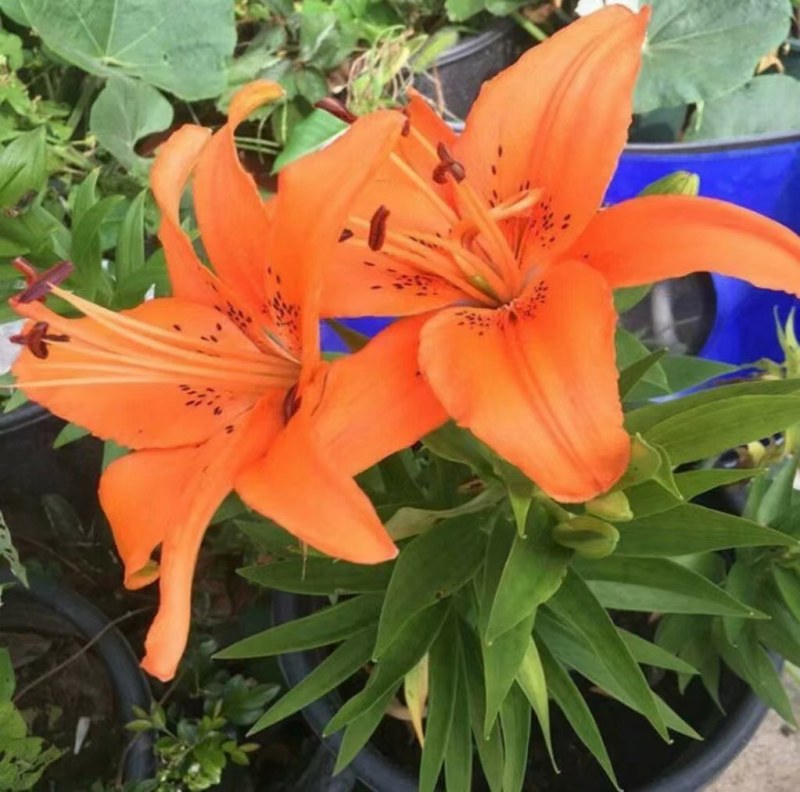 10颗12元香水百合种球四季花卉好养易活盆栽室内花植