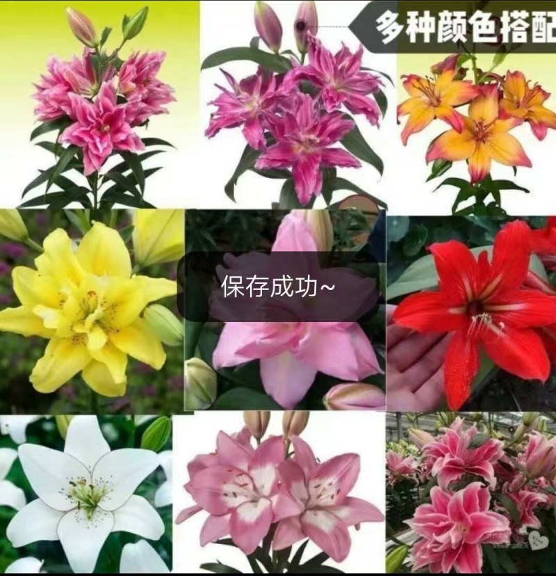 10颗12元香水百合种球四季花卉好养易活盆栽室内花植