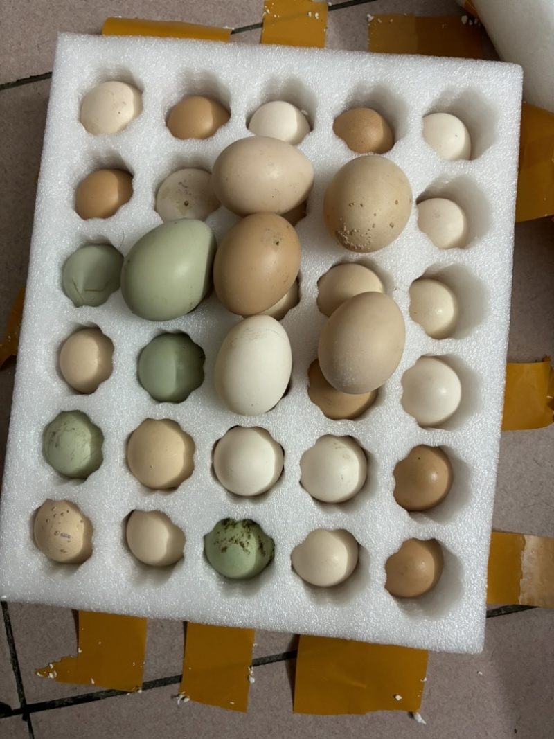 纯粮食鸡蛋
