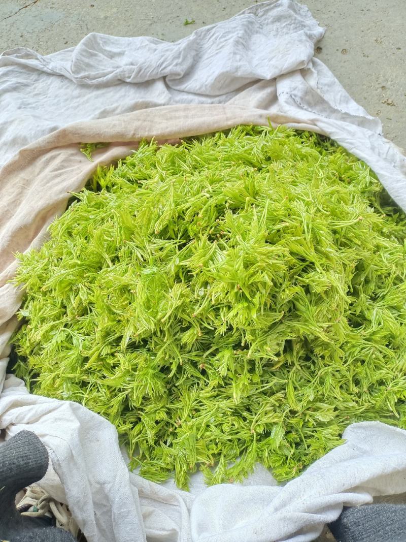 张家界特产【莓茶】