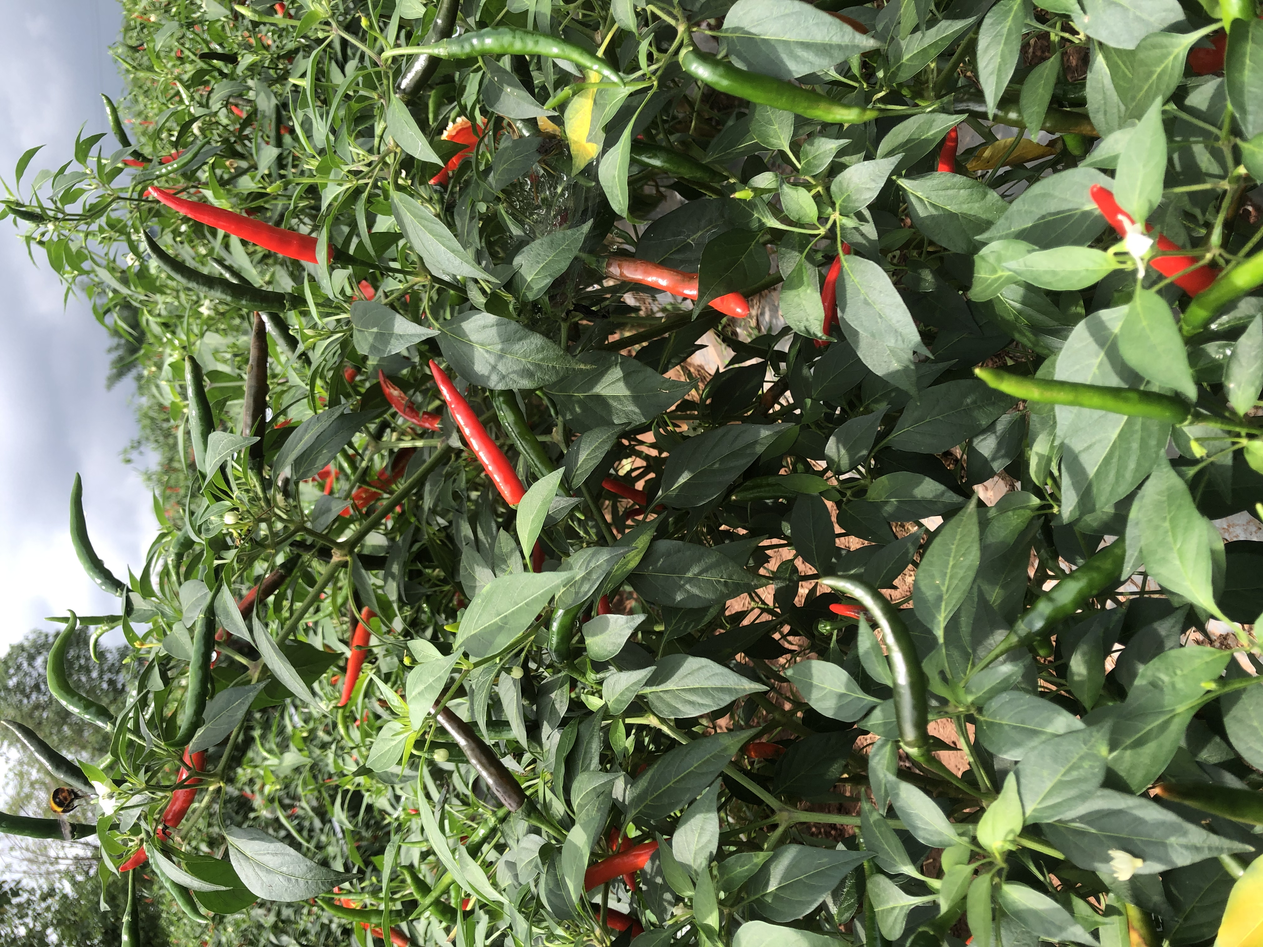 小米椒的植物形态