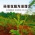 张家界特产【莓茶】