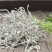 张家界特产【莓茶】