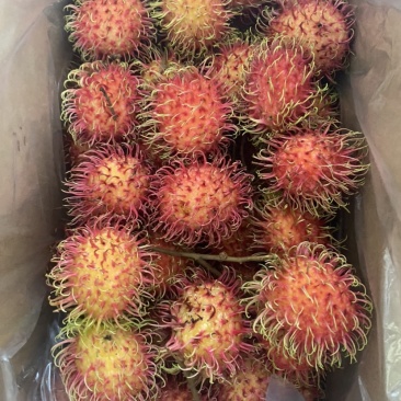 海南7号红毛丹
