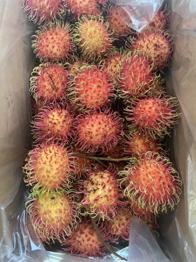 海南7号红毛丹