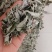 野生大白叶艾湖北蕲艾干艾叶中药草新艾陈艾批零干艾草包邮