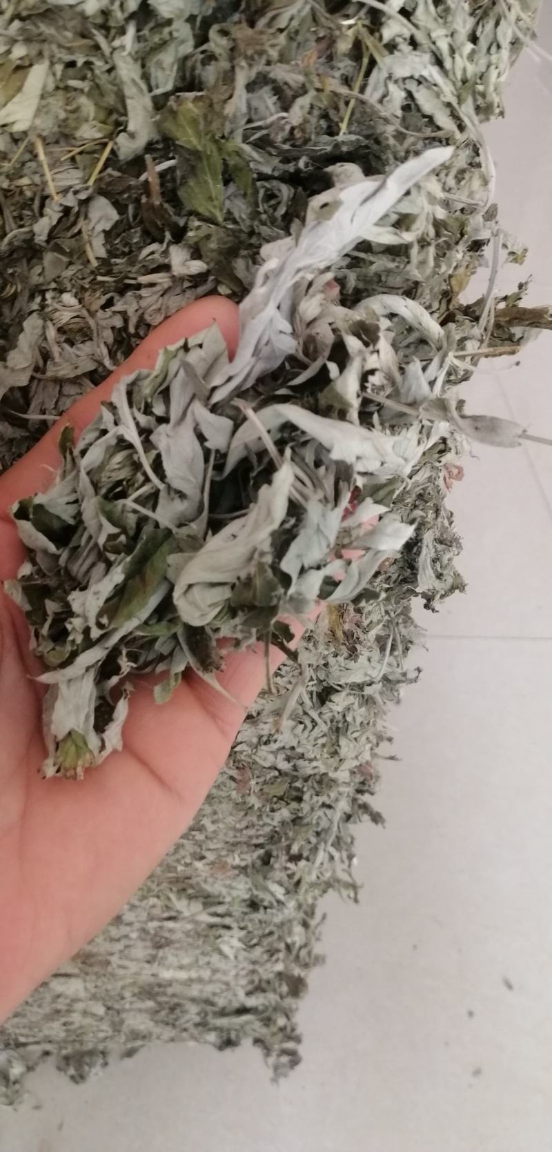 野生大白叶艾湖北蕲艾干艾叶中药草新艾陈艾批零干艾草包邮