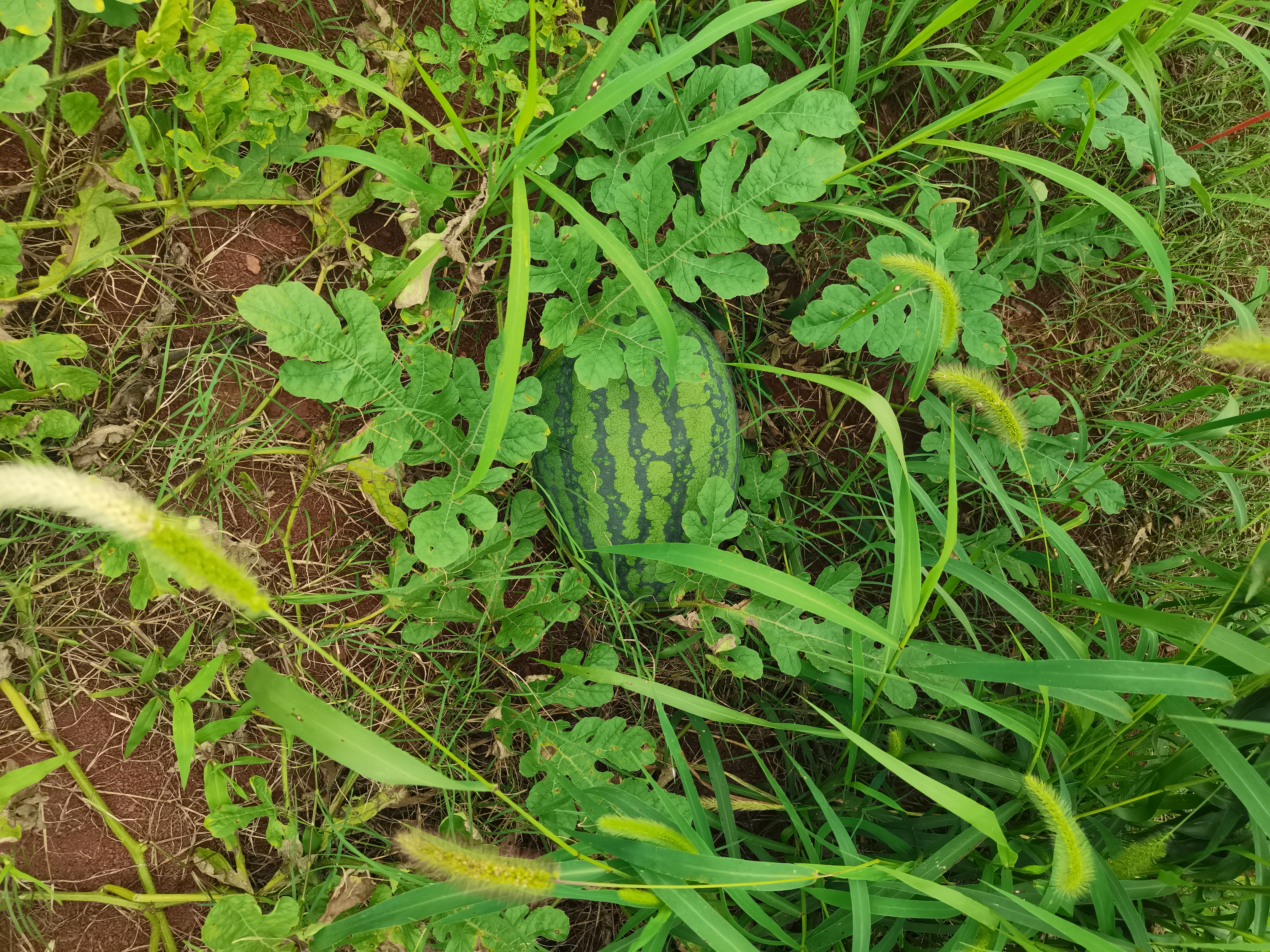 一株成熟的美都西瓜植株,藤蔓粗壮,叶片深绿,果实为椭圆形,表皮呈墨绿色覆有细网纹,切开后果肉鲜红,中心糖度分布均匀,可见中等密度的深褐色种子分布在果肉中 美都西瓜植株与果实特写