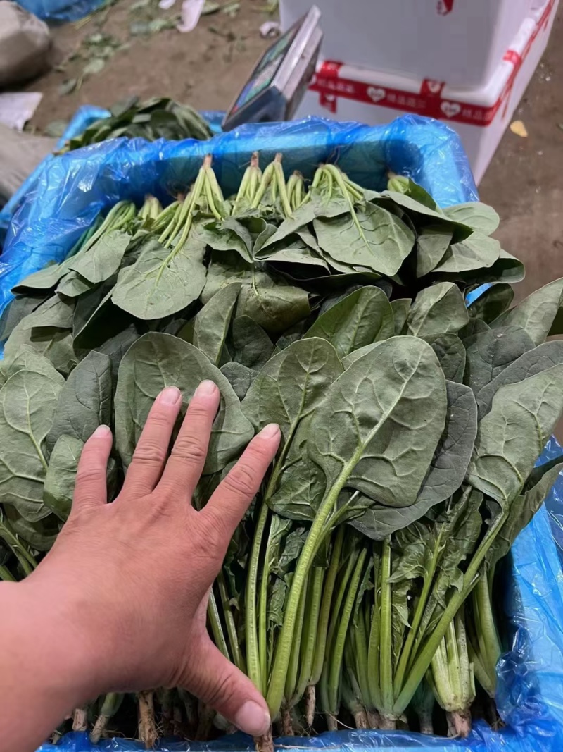 【来电优惠】大叶菠菜青菜无虫眼对接市场电商商超货多