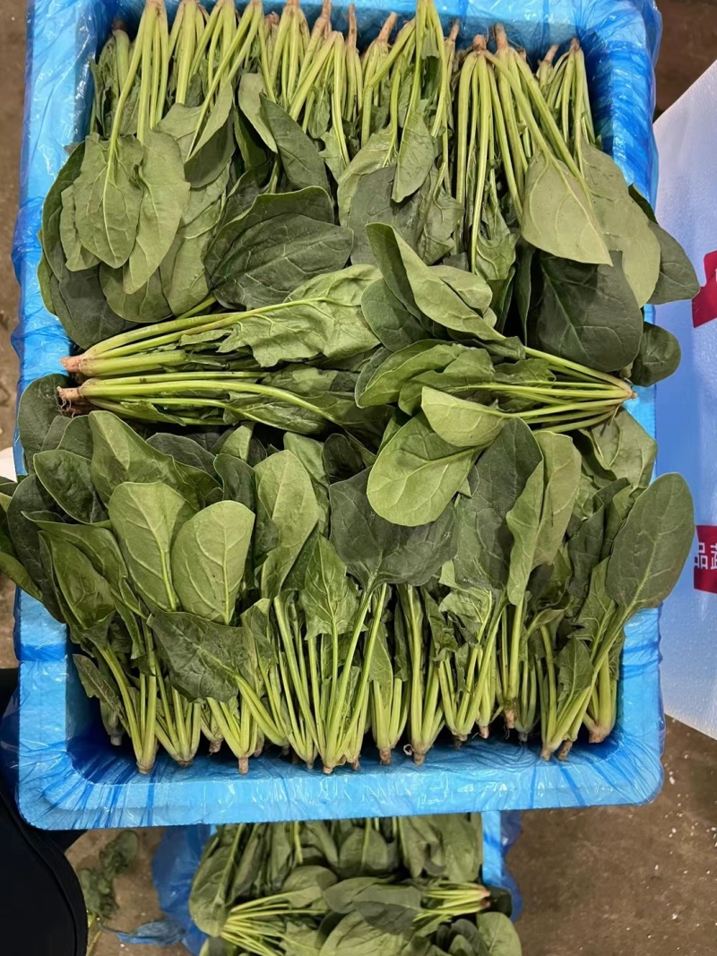 【来电优惠】大叶菠菜青菜无虫眼对接市场电商商超货多