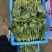 【来电优惠】大叶菠菜青菜无虫眼对接市场电商商超货多