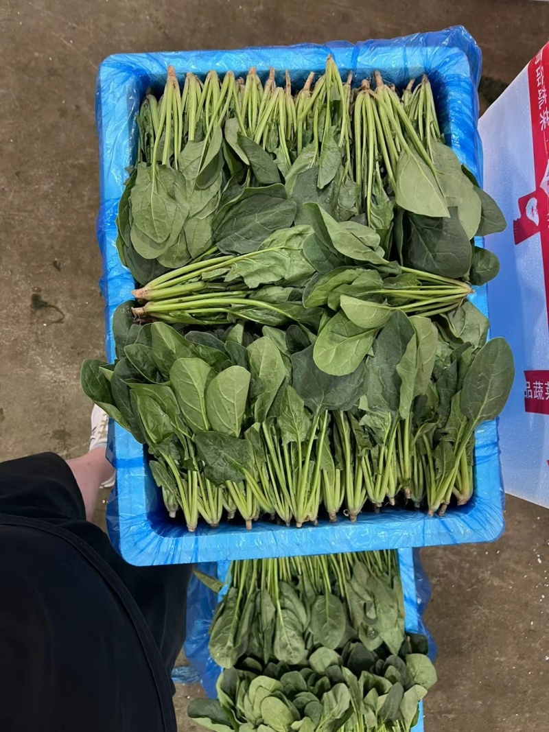 【来电优惠】大叶菠菜青菜无虫眼对接市场电商商超货多