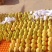 热龙芒白袋黄袋都已上市量大质优欢迎来电咨询