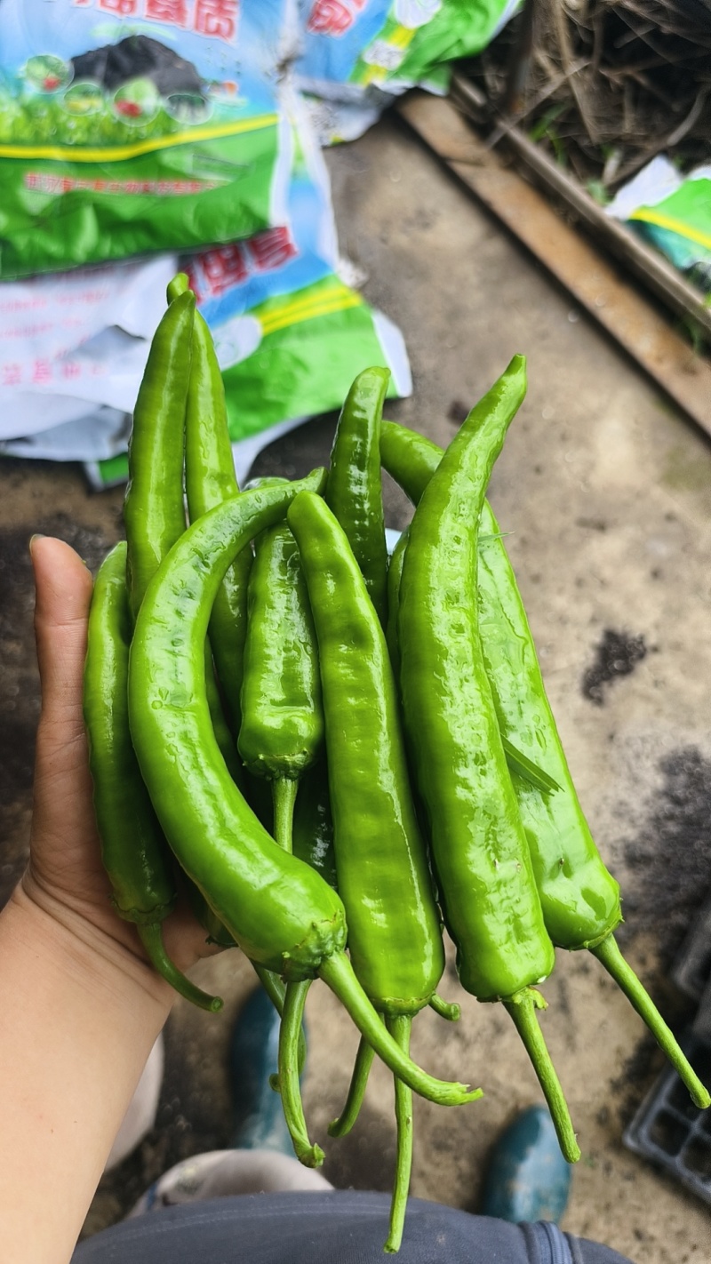 辣椒