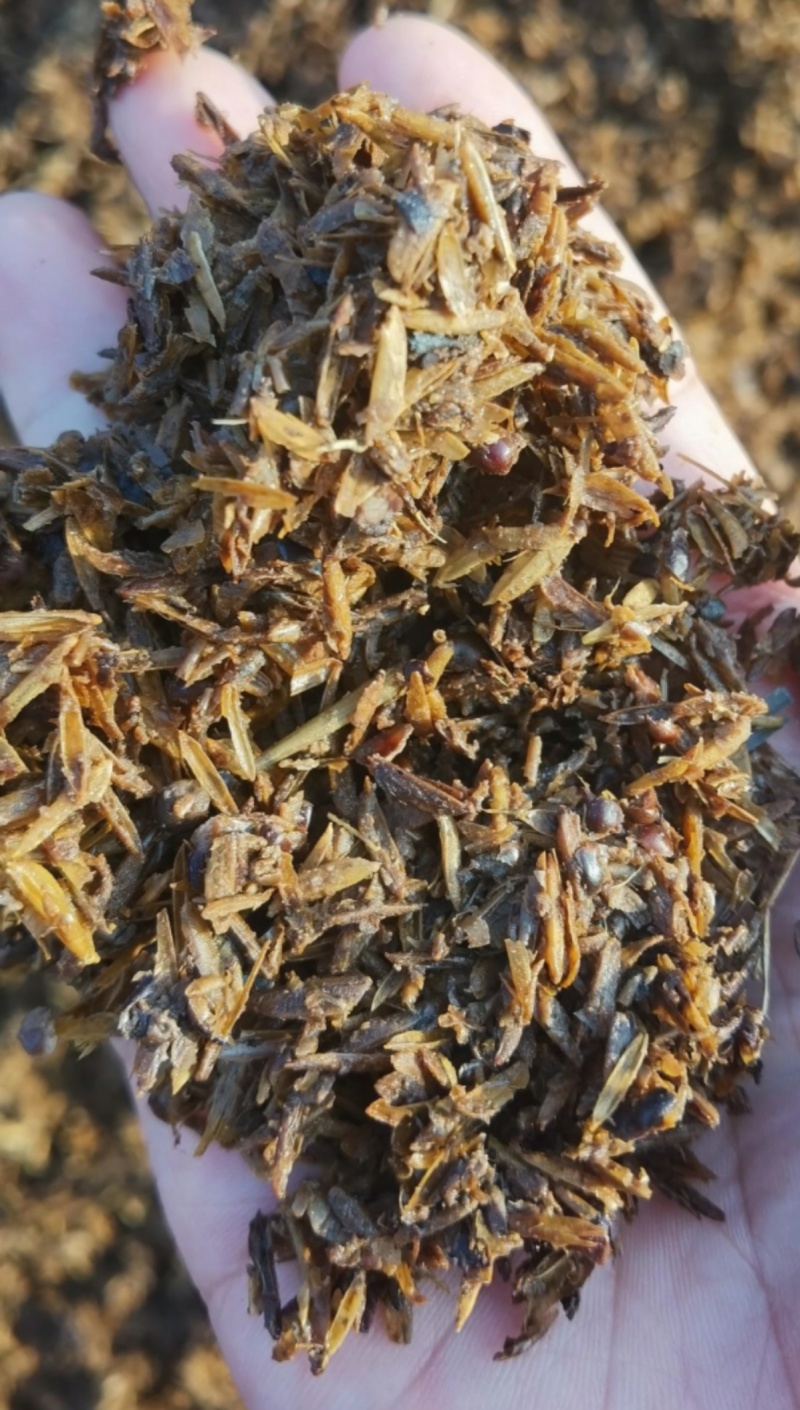 精品五粮干酒糟工厂直发货源充足量大从优欢迎来电