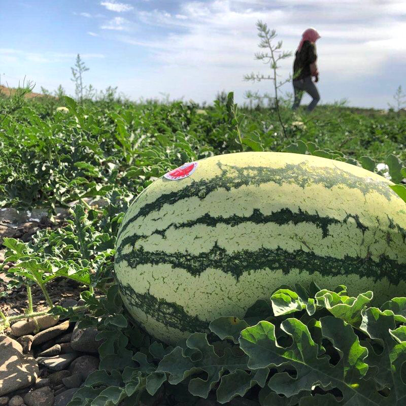 硒砂瓜宁夏硒砂瓜石缝瓜皮薄多汁对接全国市场电商