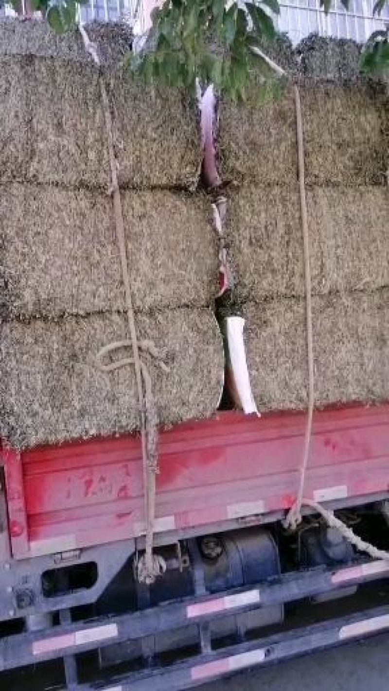 野生大白叶艾湖北蕲艾干艾叶中药草新艾陈艾批零干艾草包邮