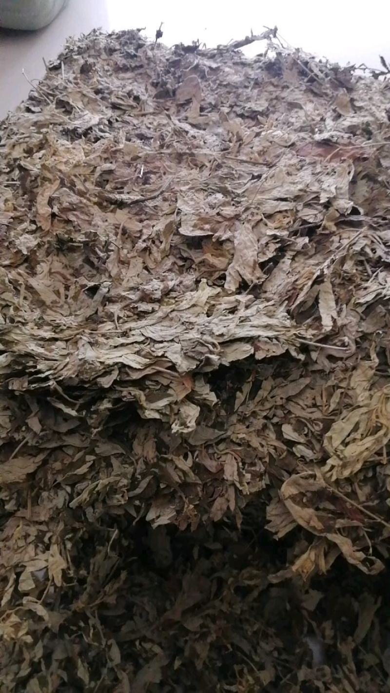 野生大白叶艾湖北蕲艾干艾叶中药草新艾陈艾批零干艾草包邮
