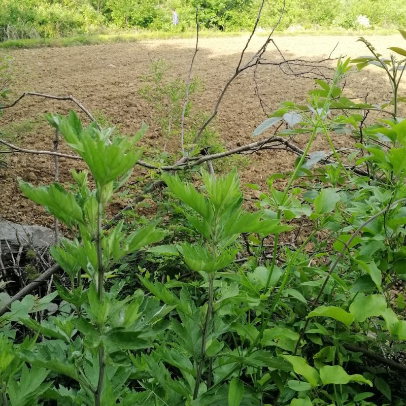 野生大白叶艾湖北蕲艾干艾叶中药草新艾陈艾批零干艾草包邮