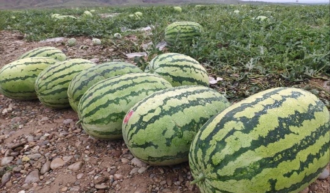 展示金花6号西瓜在田间生长的状态,植株茂盛,果实整齐一致 金花6号西瓜田间种植图