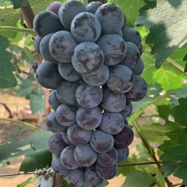 早夏黑葡萄