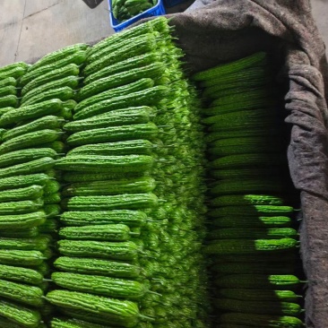 山东临沂兰陵蔬菜产地精品苦瓜,瓜条直个头均匀基地直发