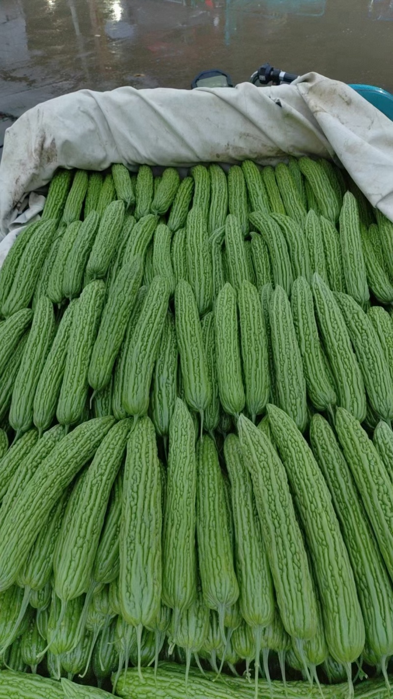 山东临沂兰陵蔬菜产地精品苦瓜，瓜条直个头均匀基地直发