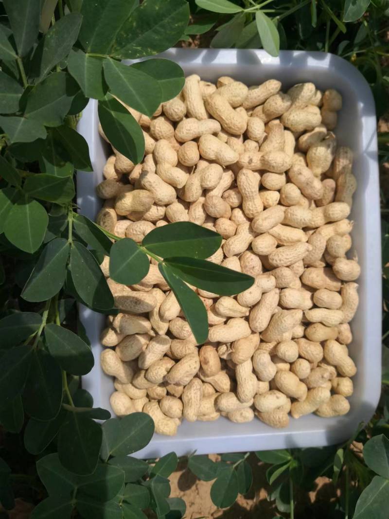 新产带壳花生大量有货，对接全国市场电商平台量大优惠