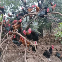 山东沂蒙山大红公鸡