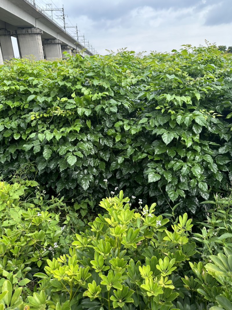 绿宝