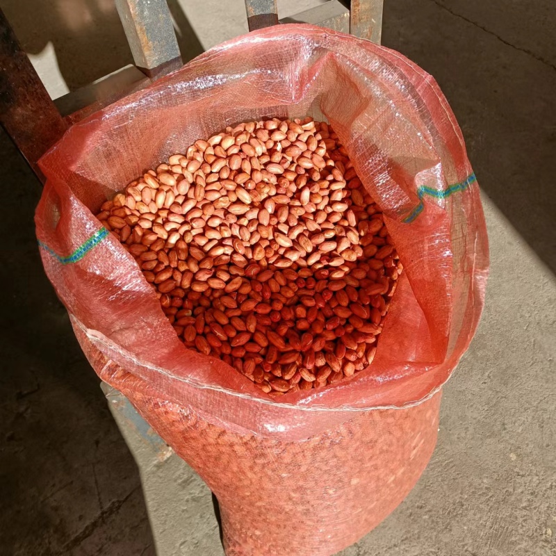 新产山东大花生米量大优惠对接全国市场，可以视频看货