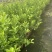 香水柠檬