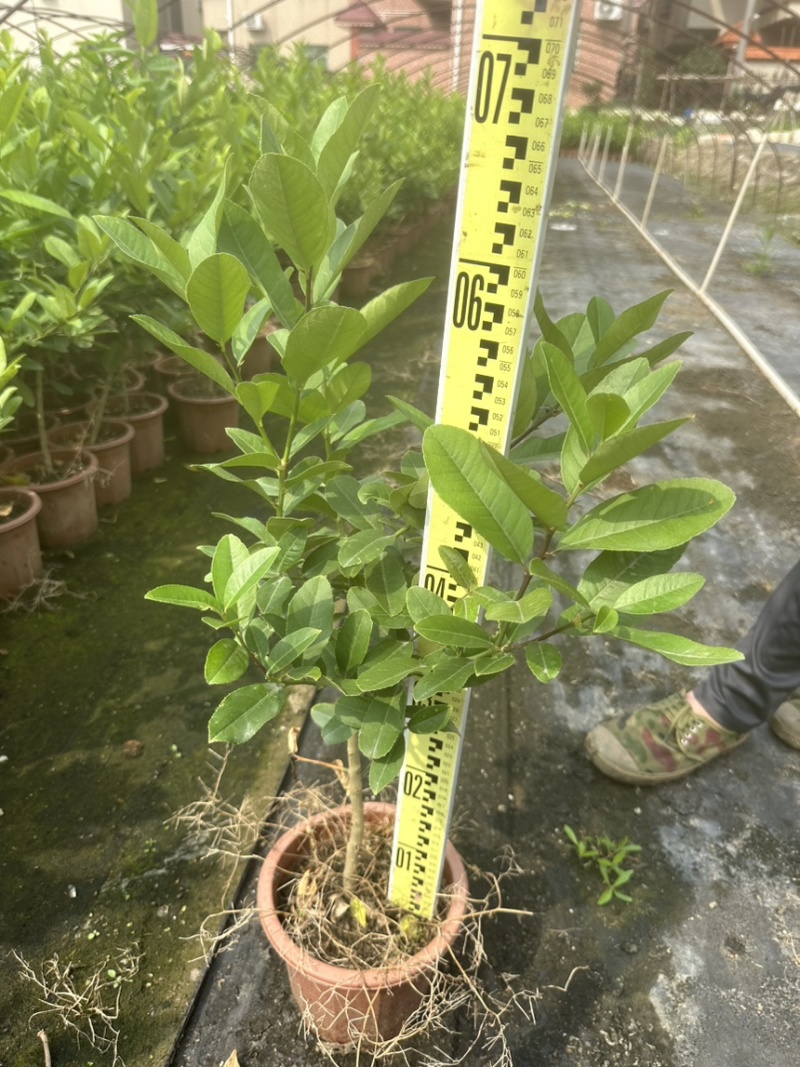 香水柠檬