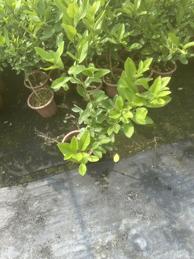 香水柠檬