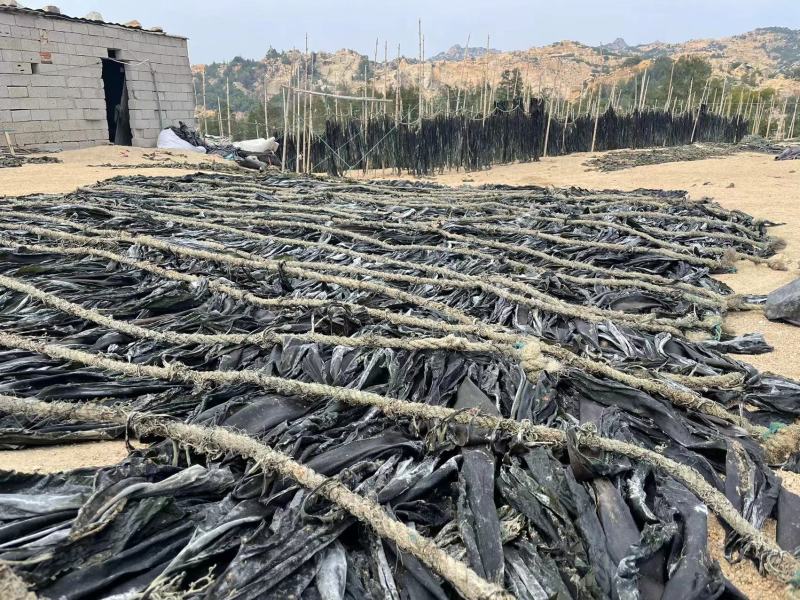 福建海带自家种植海里海带无沙厚海带干海带