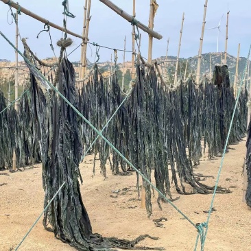 福建海带自家种植海里海带无沙厚海带干海带