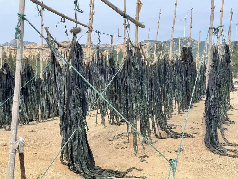 福建海带自家种植海里海带无沙厚海带干海带