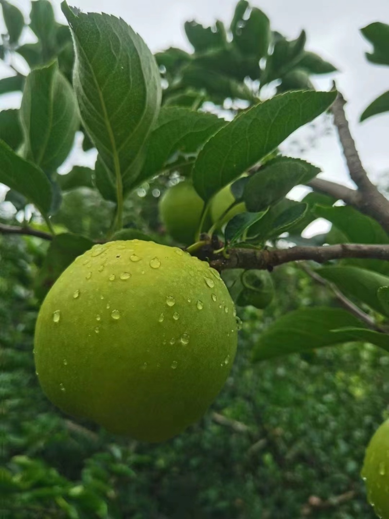 云南苹果青苹果产地直发口感脆甜对接商超市场社区团购