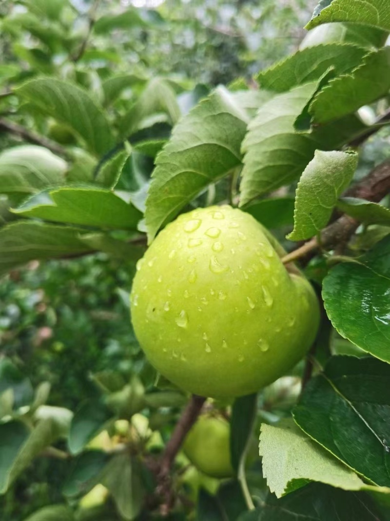 云南苹果青苹果产地直发口感脆甜对接商超市场社区团购