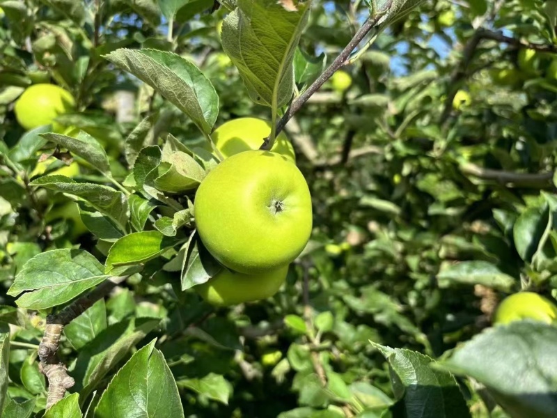 云南苹果青苹果产地直发口感脆甜对接商超市场社区团购