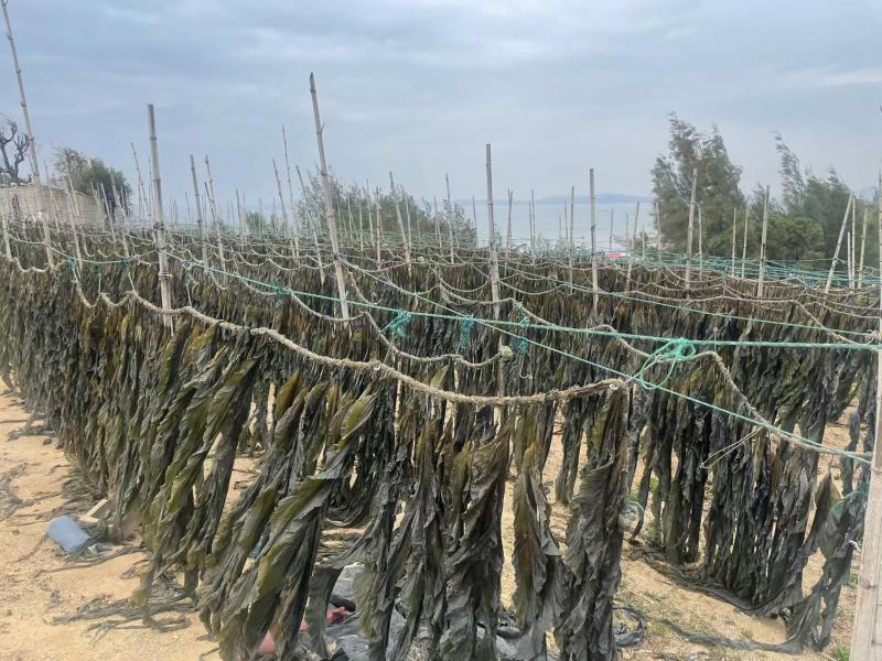 福建自家种植海带无沙厚海带干海带