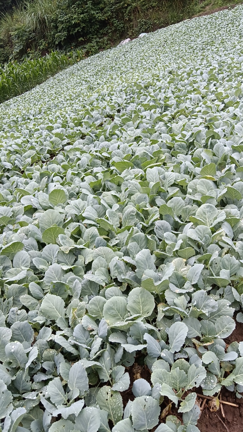 甘蓝苗，包包菜苗，松花苗，西兰花苗